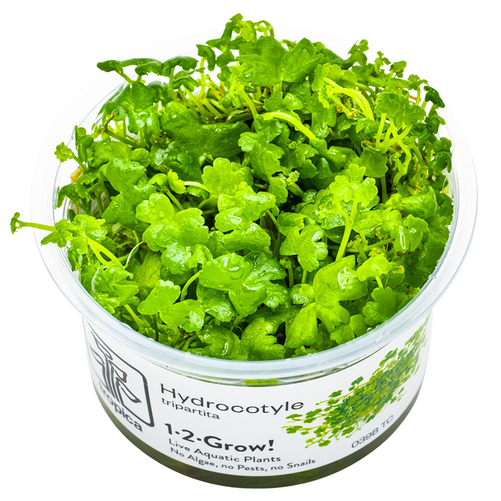 1-2-Grow Hydrocotyle Tripartita