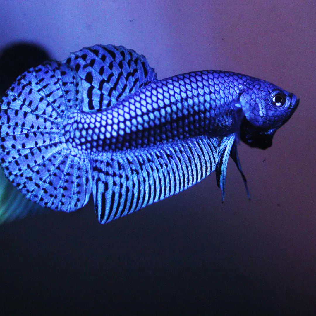 Alien Betta Blue - pair