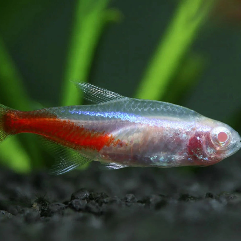 Albino Neon Tetra (Paracheirodon innesi)