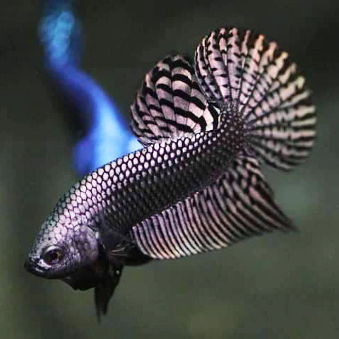 Betta Alien Cuivre - couple