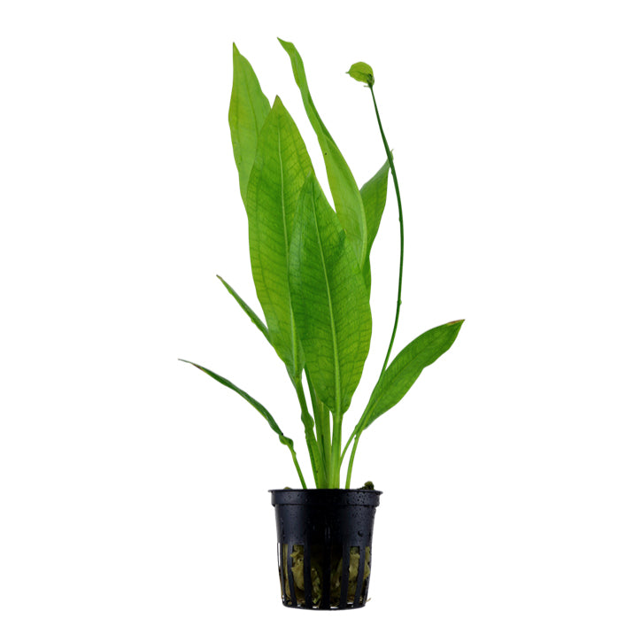 Echinodorus Blehery (Amazon Sword)