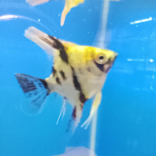 Poisson-ange Koi