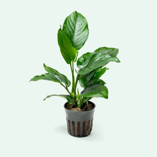 Anubias Barteri à larges feuilles AquaNova