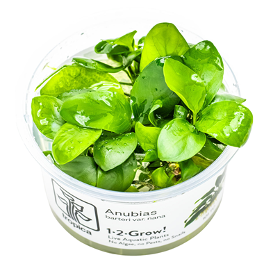 Tropica 1-2-Grrow Anubias barteri nana