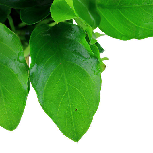 Anubias barteri var. nana 'Large'