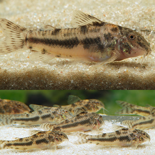 Aspidoras Raimundi