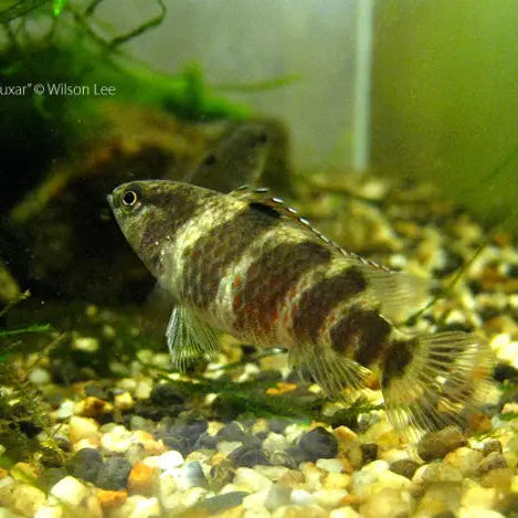 Badis-buxar-female