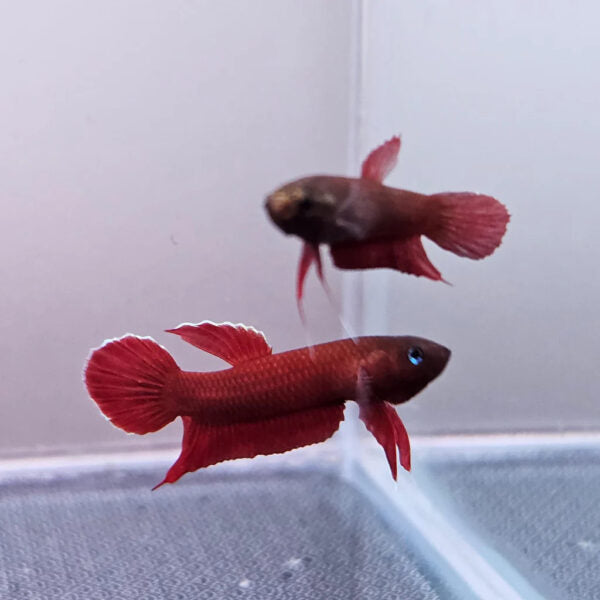 Betta Mulyadi - Pair
