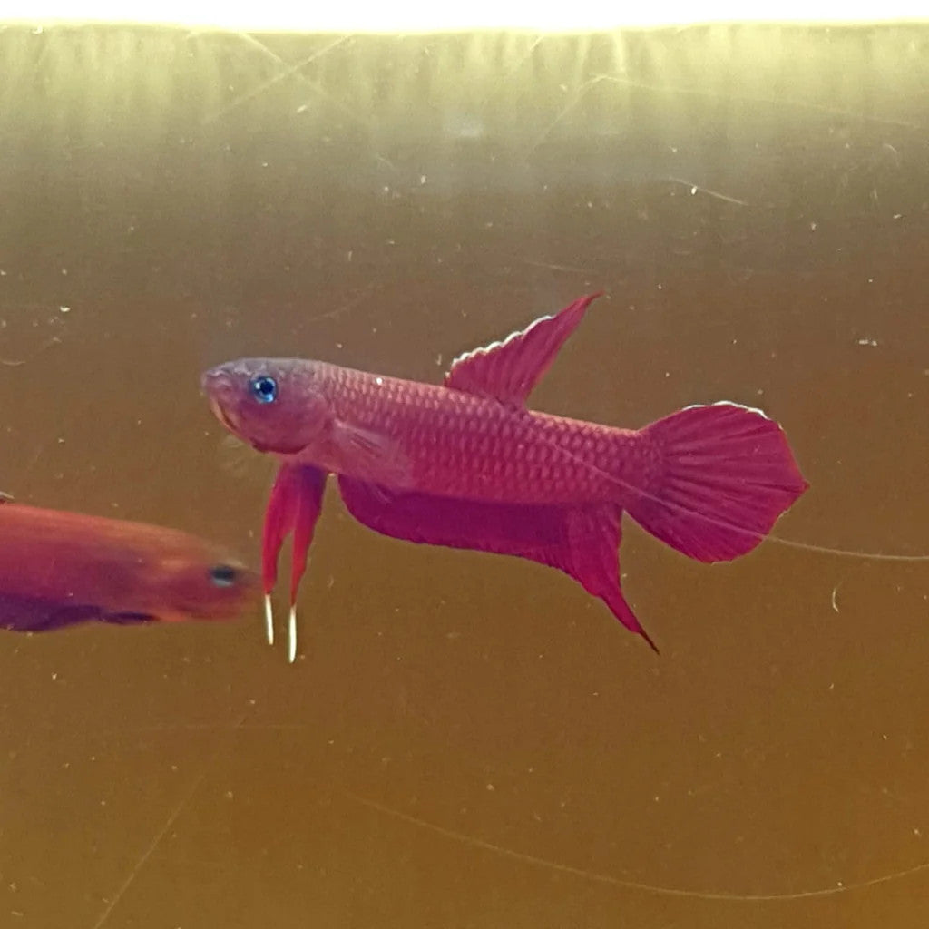 Betta Mulyadi - Pair