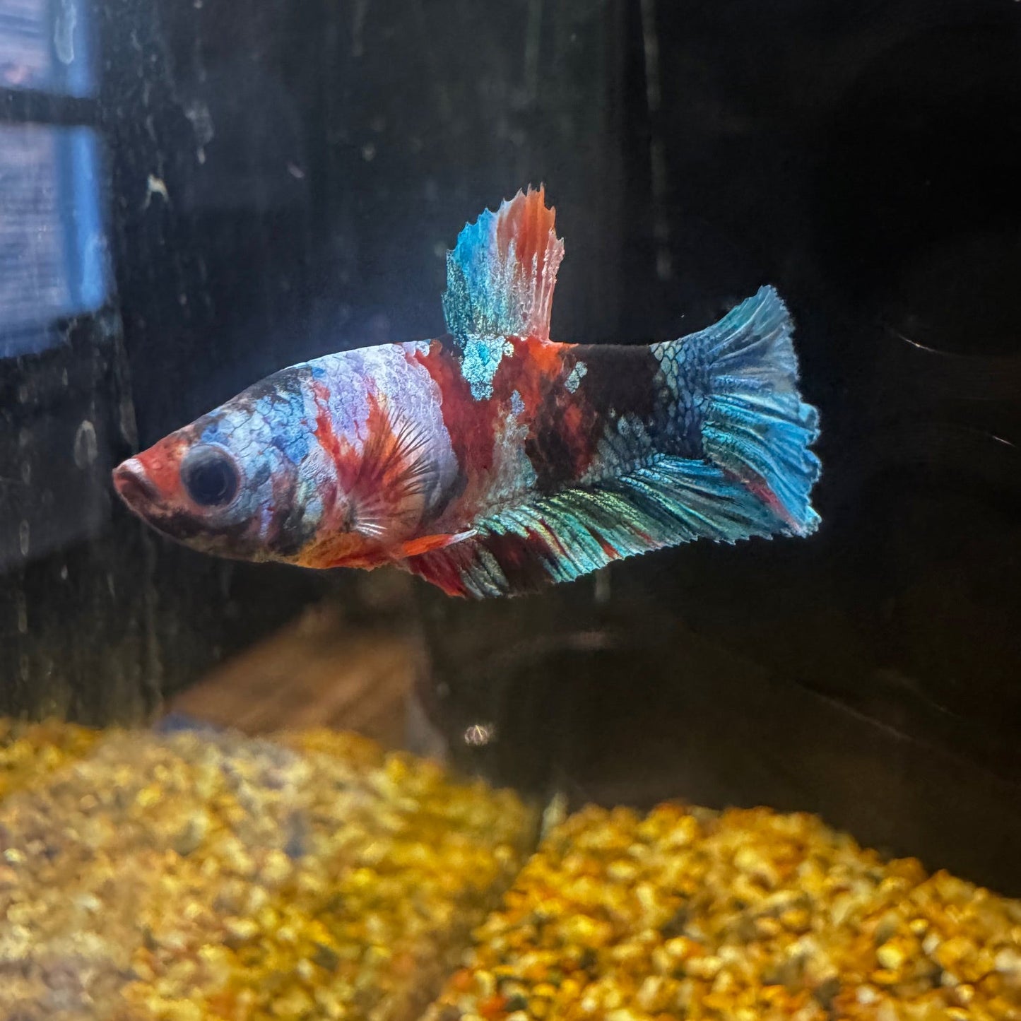Betta Koi Plakat - Female