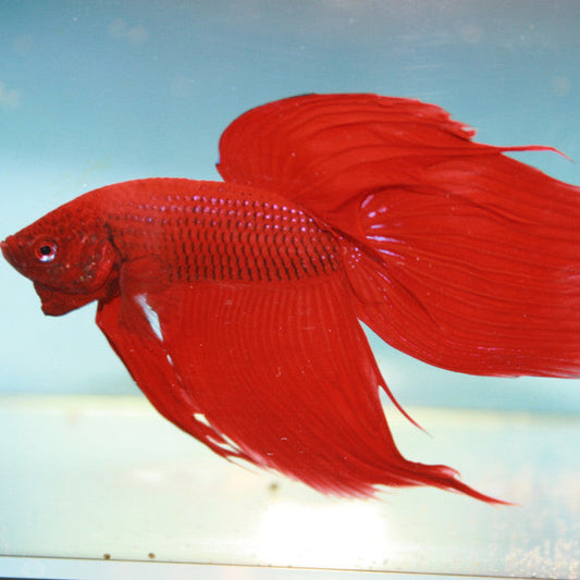 Betta Splenden - Male