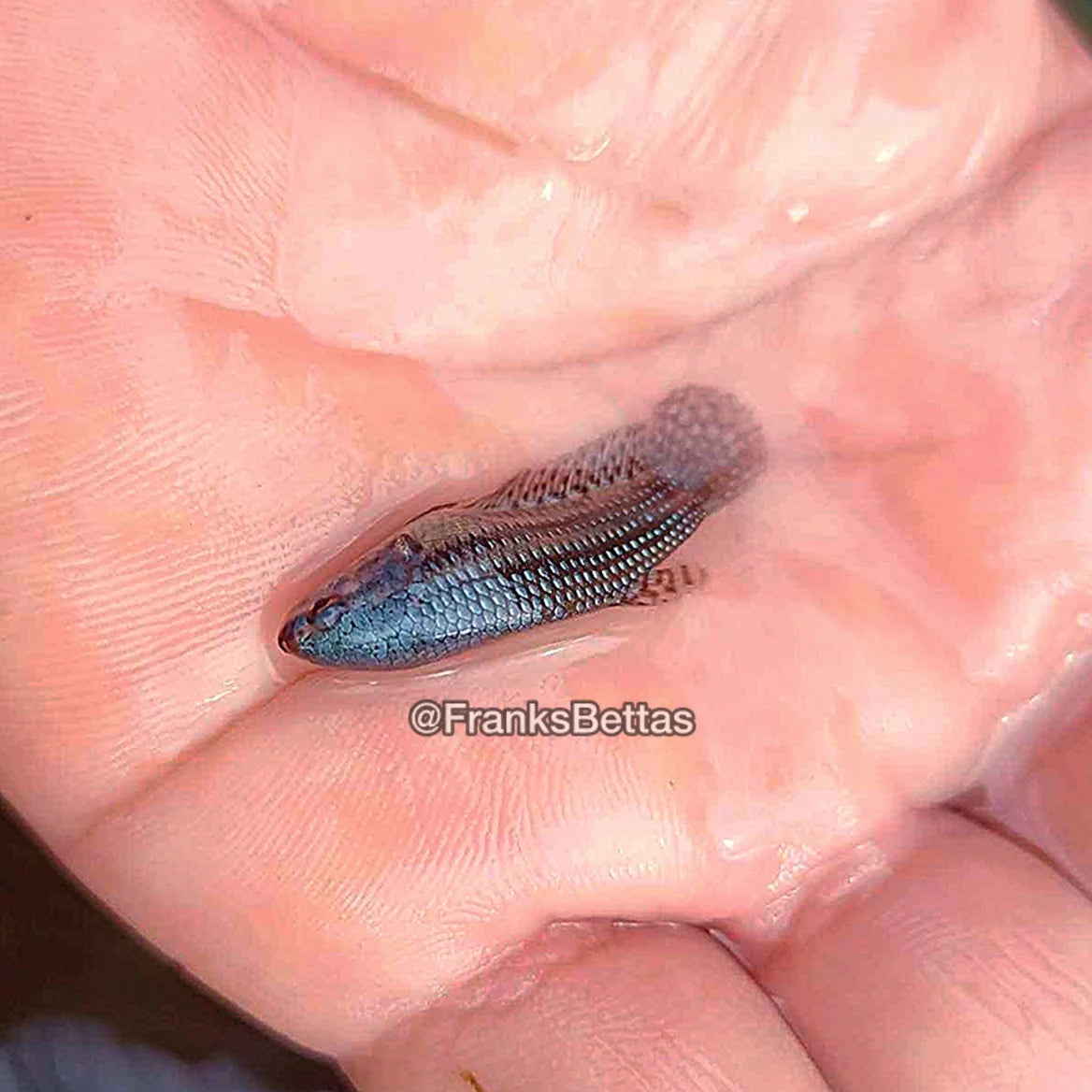 Betta Alien Steel Grey High quality - PAIR