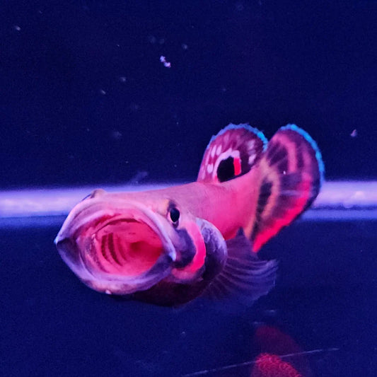 Betta Macrostoma - Pair 6-7cm