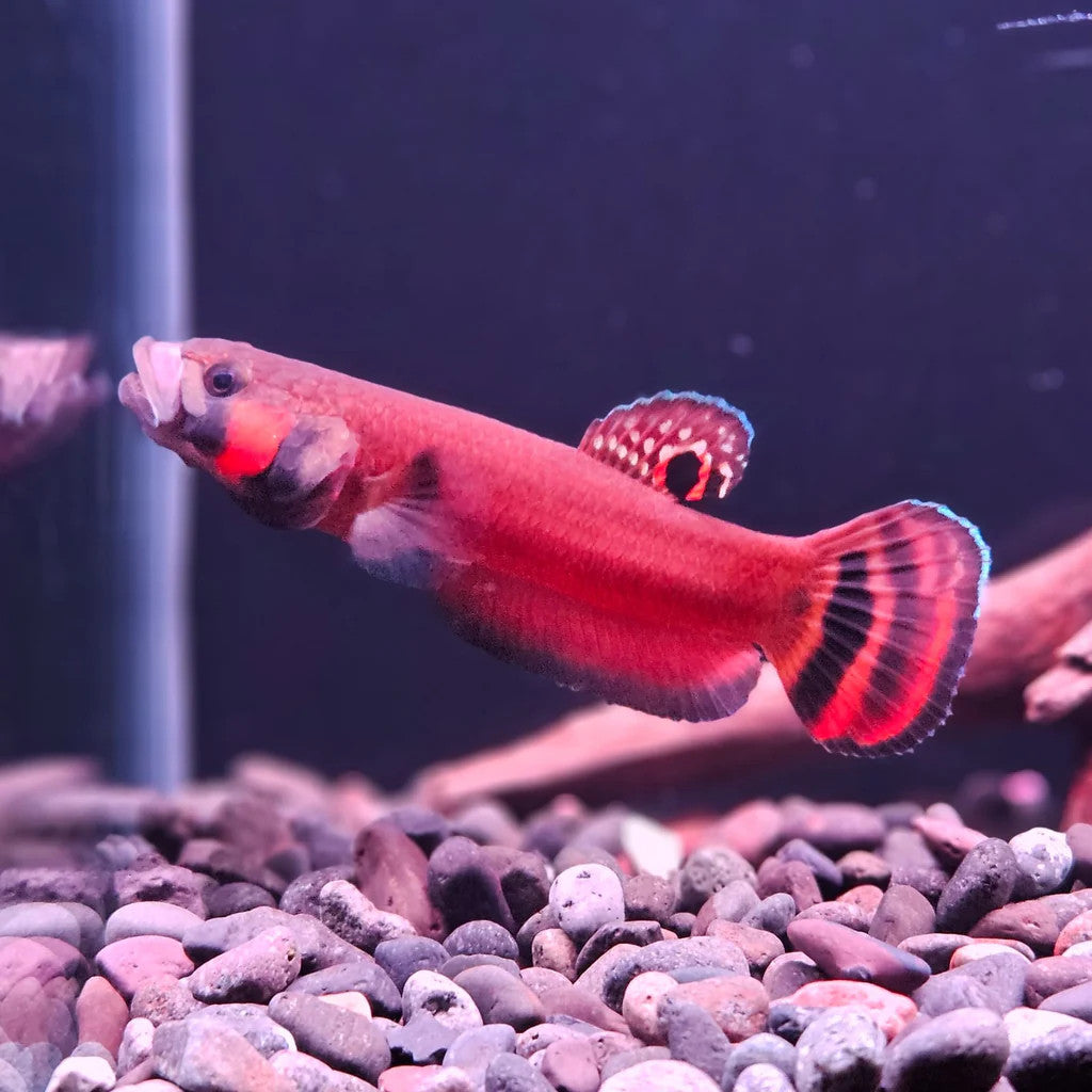Betta Macrostoma - Couple