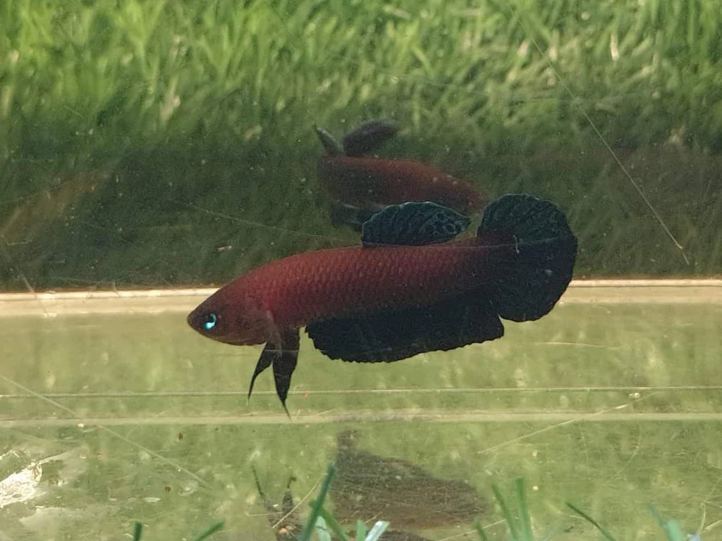 Betta Persephone - Pair
