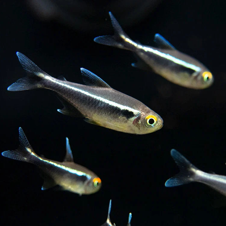 Black Neon Tetra