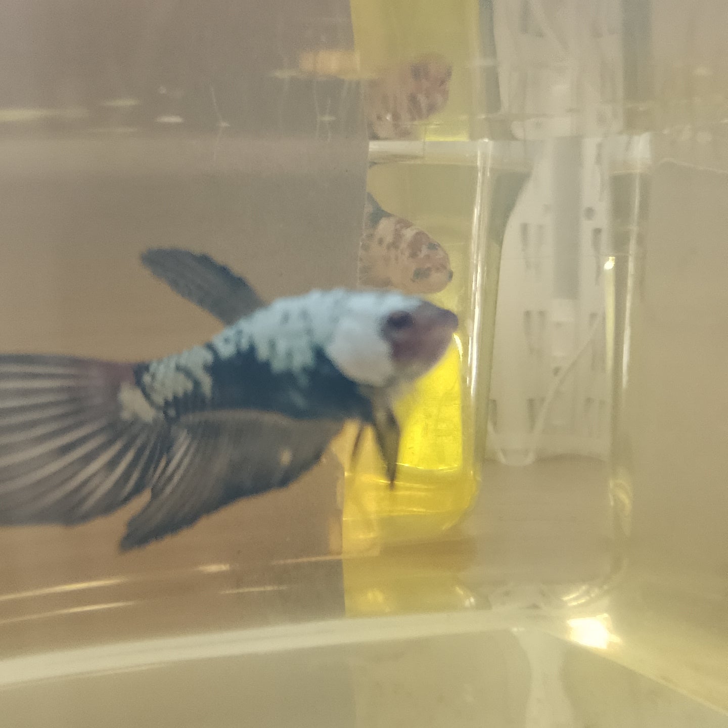 BLACK MAMBA BETTA - Pair