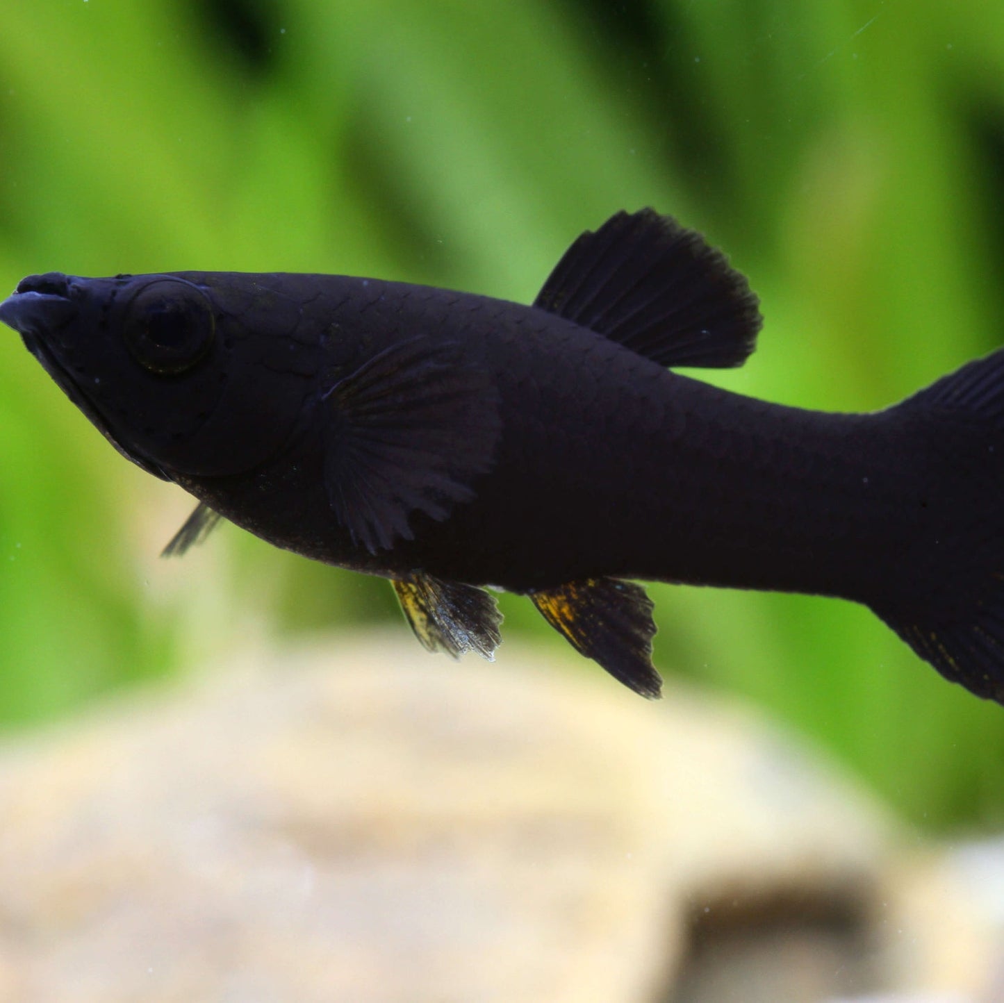Black Molly (Poecilia sphenops)