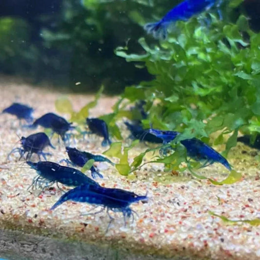 Crevette bleue (Neocaridina)