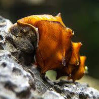 Burmese Spiny Snail (Brotia pagodula)