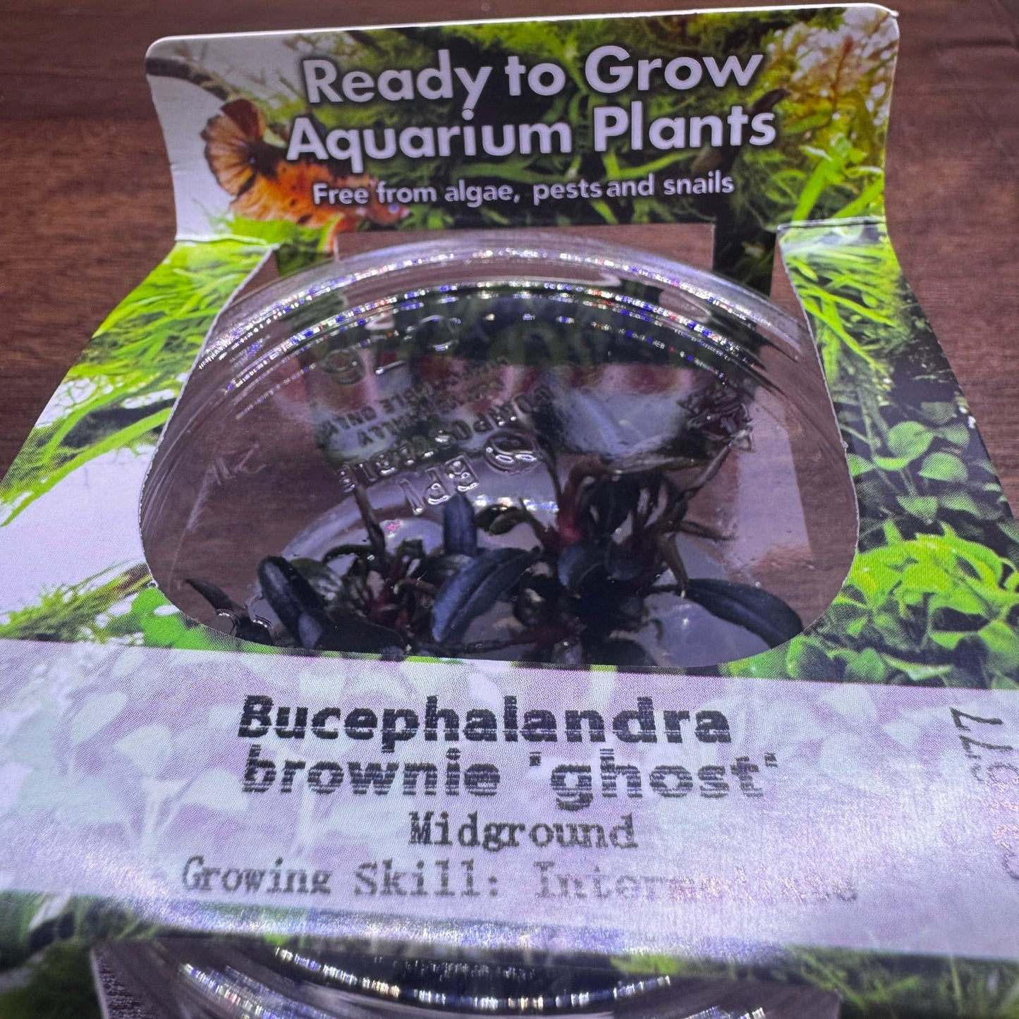 Bucephalandra brownie ghost ulu kapus t/c in cup