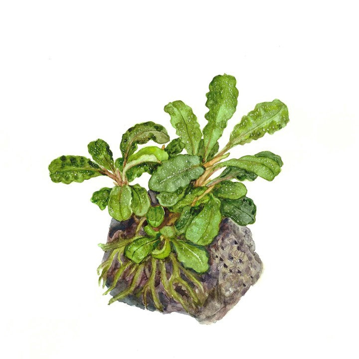 Bucephalandra pygmaea Bukit Kelam