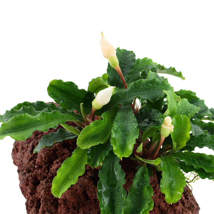 Bucephalandra pygmaea 'Wavy Green'