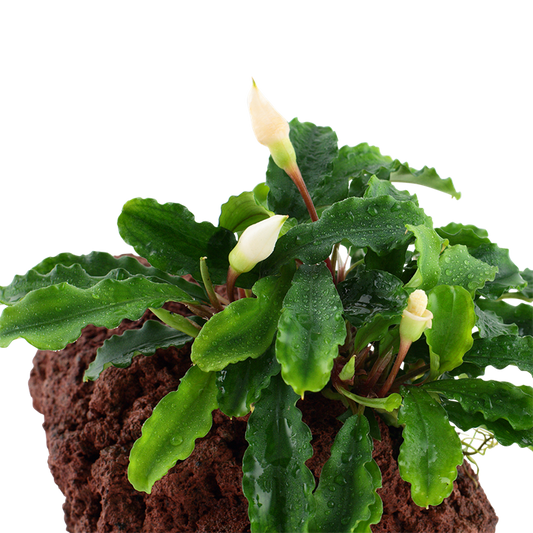 Bucephalandra pygmaea 'Wavy Green'