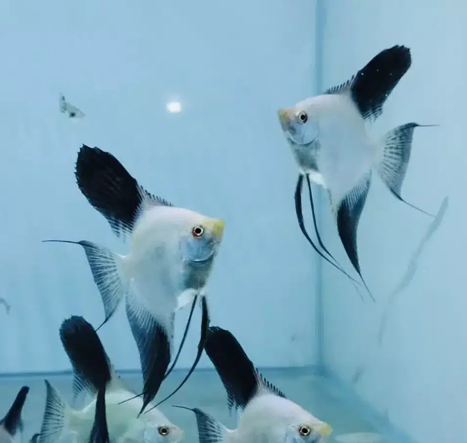 Bulgarian Seal Point Angelfish