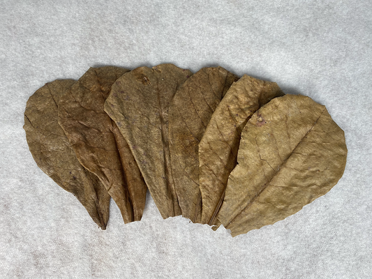 6 medium Catappa Leaves