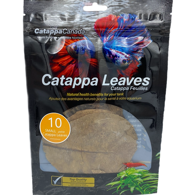 10 small Catappa Leaves