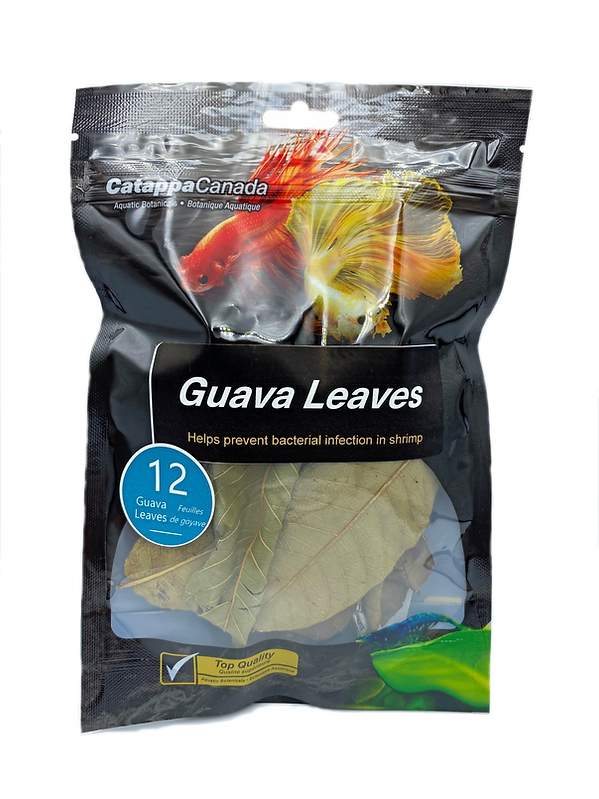 GUAVA LEAVES 12pk