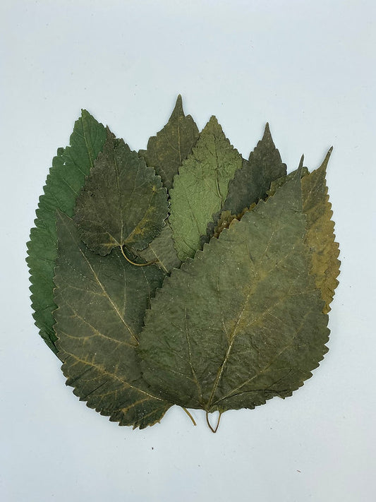 Feuilles de mûrier