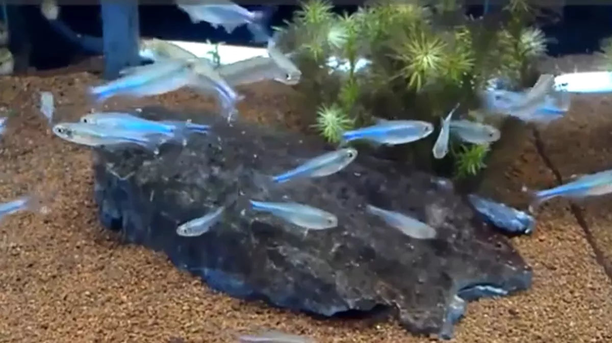Cochus Blue Tetra