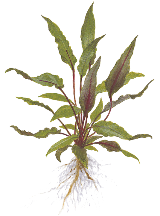 Cryptocoryne Petchii