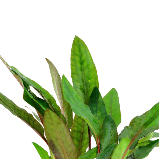 Cryptocoryne Petchii