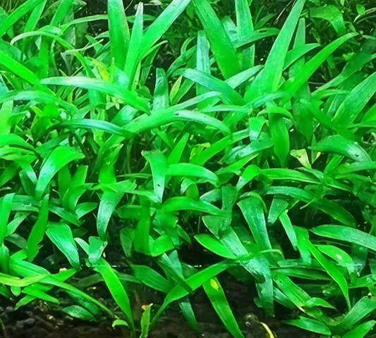 Cryptocoryne lucens