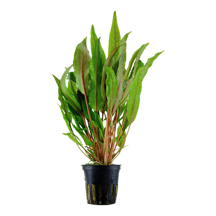 Cryptocoryne Broad Leaves