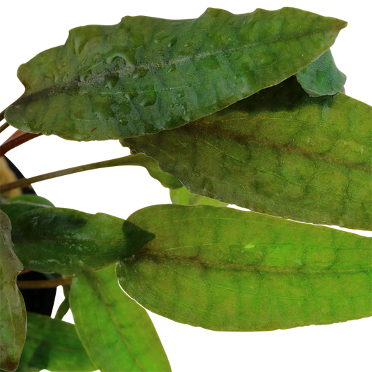 Cryptocoryne wendtii 'Tropica'