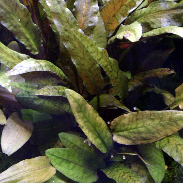 Cryptocoryne wendtii 'Tropica'