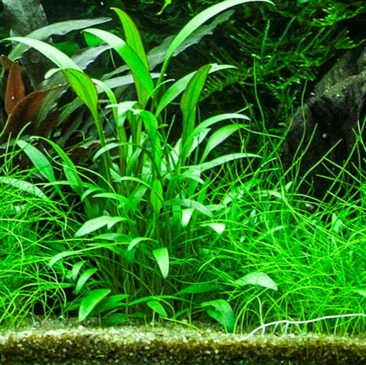 Cryptocoryne x willisii