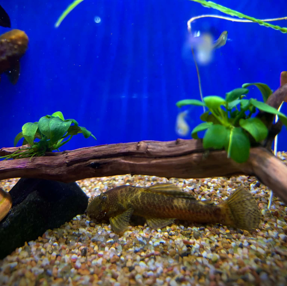 BRISTLENOSE (Ancistrus Triradiatus LDA72