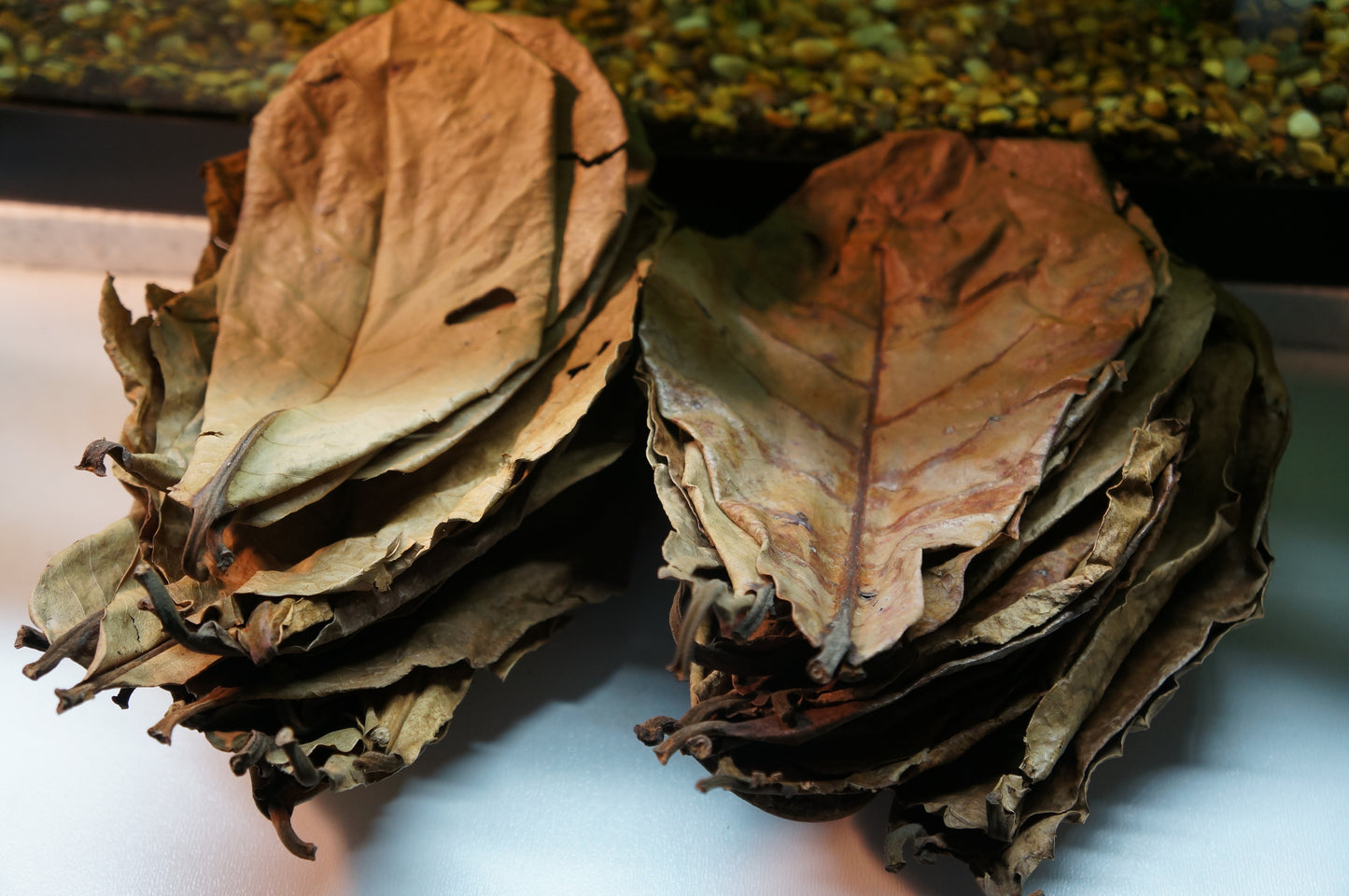 Catappa Leaves Large
