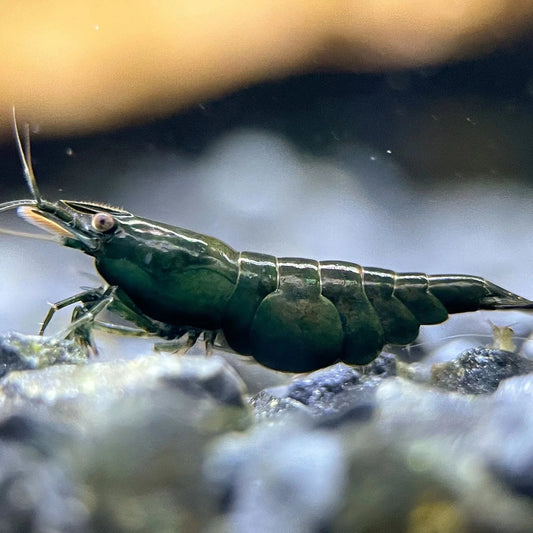 Dark Green Jade (Neocardina .sp)