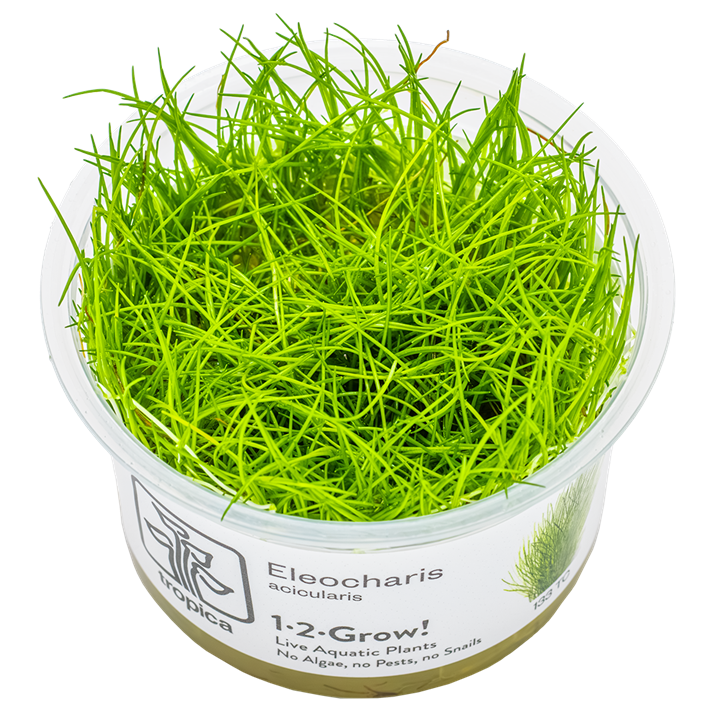 Tropica 1-2-Grow Eleocharis acicularis