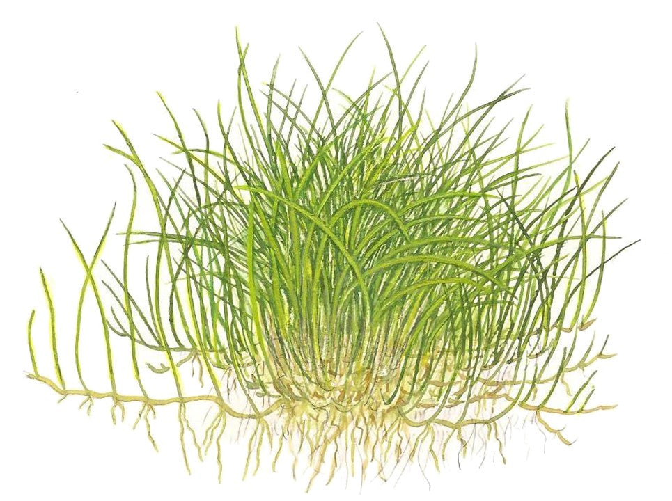 Tropica 1-2-Grow Eleocharis pusilla 'Mini'