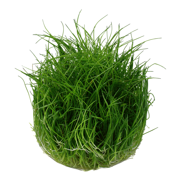 Tropica 1-2-Grow Eleocharis pusilla 'Mini'