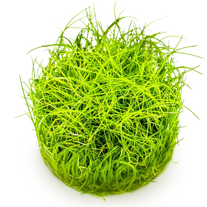 Tropica 1-2-Grow Eleocharis pusilla 'Mini'