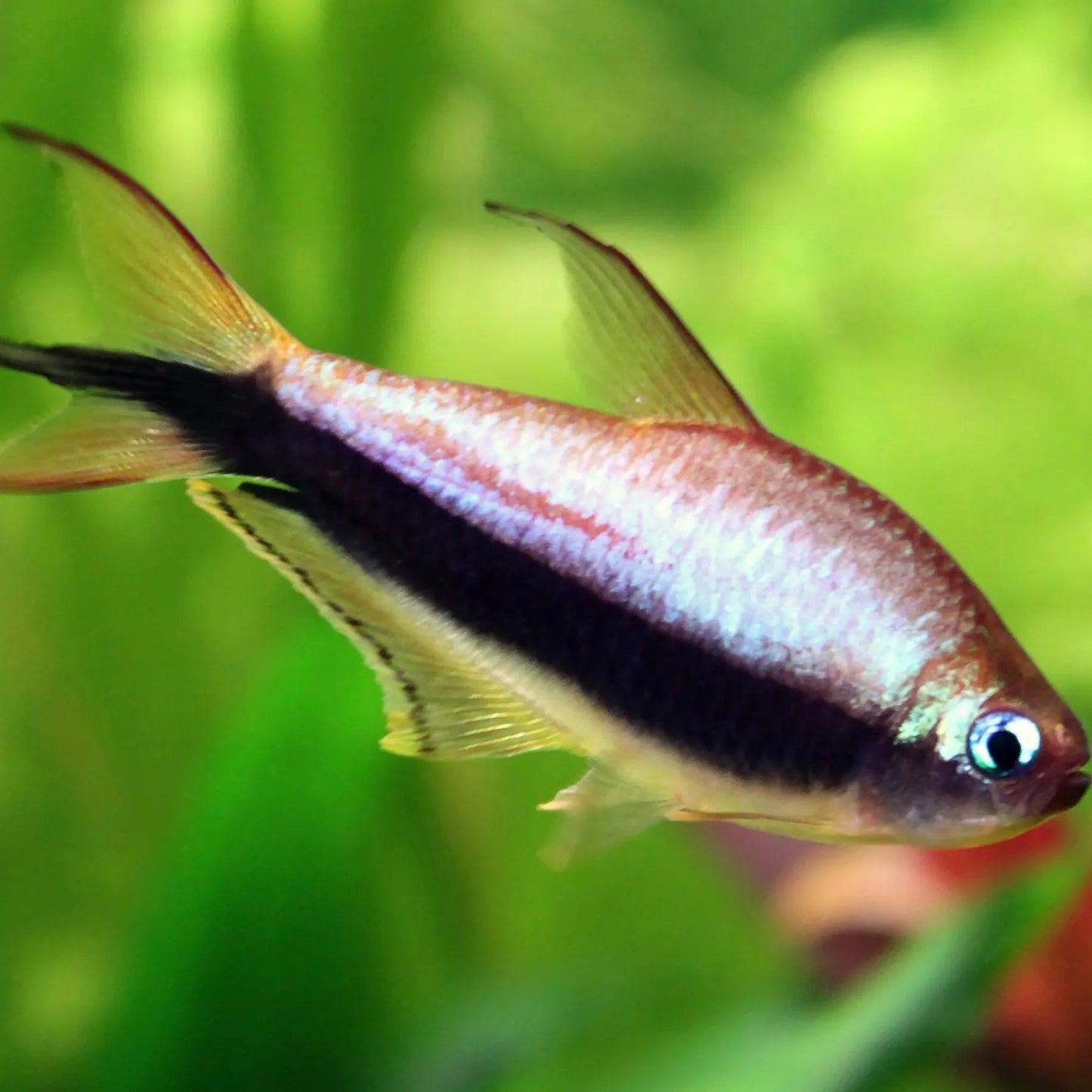Emperor Tetra