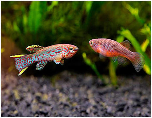 Aphyosemion Gardneri Killifish - Pair